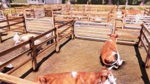 Real Farm