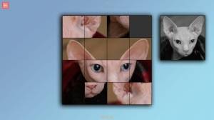 TitTok Kitty