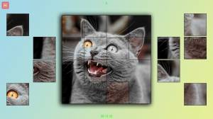 TitTok Kitty