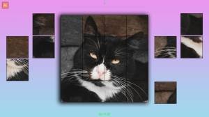 TitTok Kitty